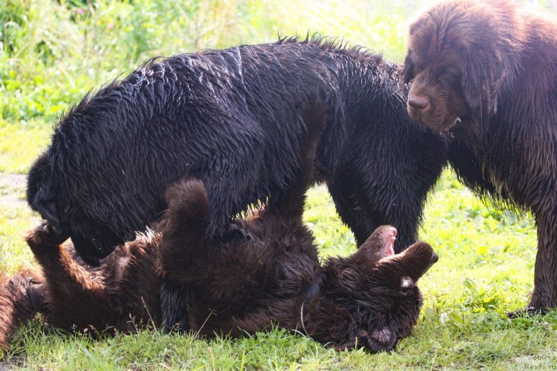Фото: ньюфаундленд Brownblood MSK Abrams-Strong (Браунблад МСК Абрамс-Стронг), ньюфаундленд Chernaya Mafia Beauty Beyond Senses (Черная Мафия Беауту Беуонд Сенсес), ньюфаундленд Brownblood MSK Larchie Ardon (Браунблад МСК Ларчи Ардон)