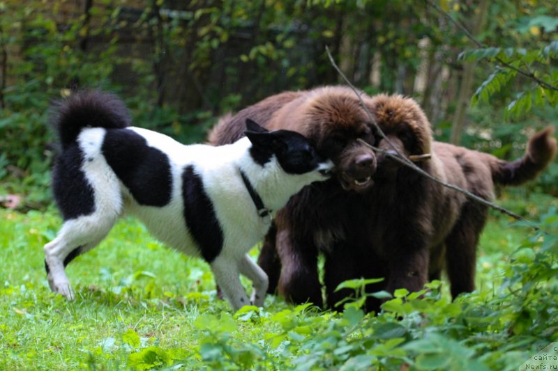 Фото: ньюфаундленд Brownblood MSK Abrams-Strong (Браунблад МСК Абрамс-Стронг), ньюфаундленд Brownblood MSK Darlina Joy (Браунблад МСК Дарлина Джой)