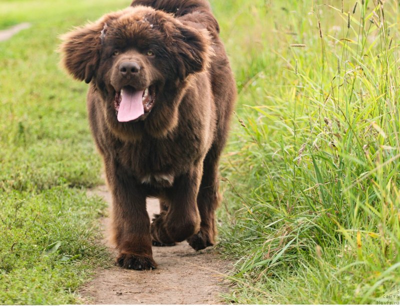 Фото: ньюфаундленд Brownblood MSK Larchie Ardon (Браунблад МСК Ларчи Ардон)