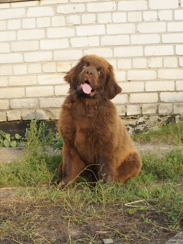 Фотография № 229282