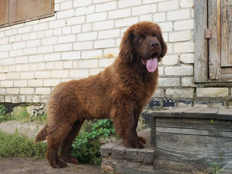 Фотография № 229287