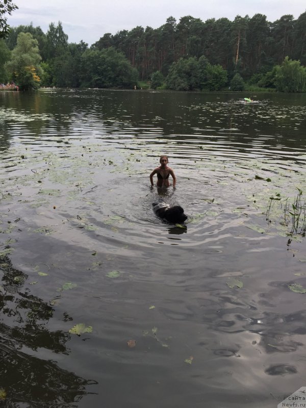 Фото: ньюфаундленд Vodoley ot Karel'skih Medvedey (Водолей от Карельских Медведей)