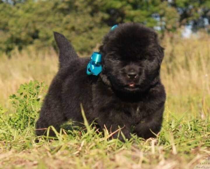 Фото: ньюфаундленд Louis Henri Bussenar (Луи Анри Буссенар)