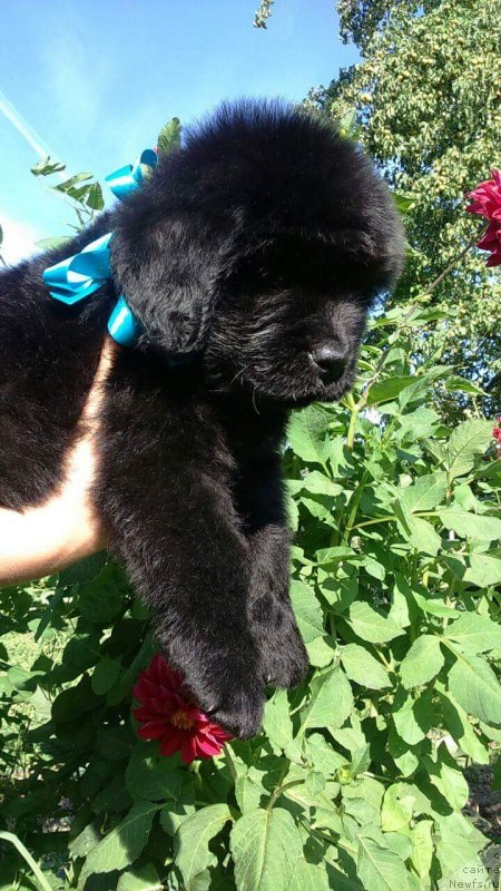 Фото: ньюфаундленд Louis Henri Bussenar (Луи Анри Буссенар)