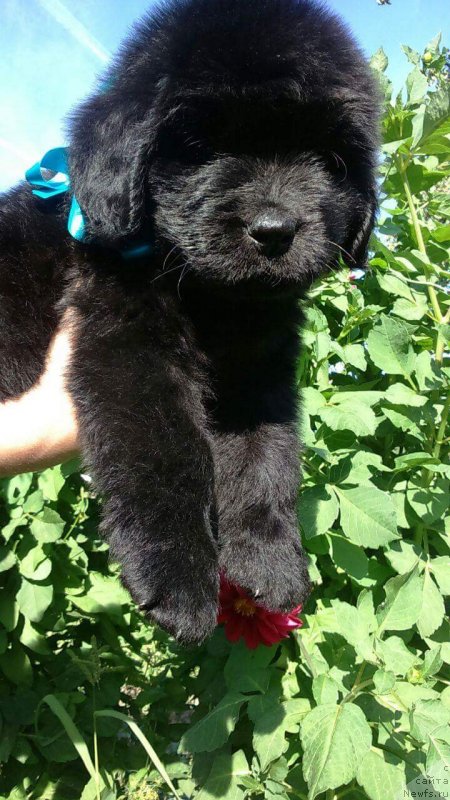 Фото: ньюфаундленд Louis Henri Bussenar (Луи Анри Буссенар)