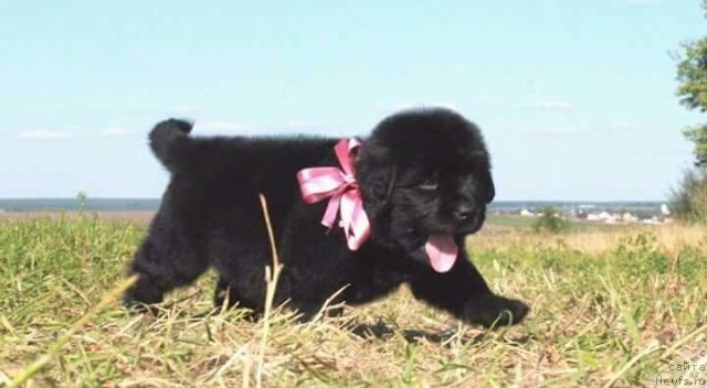 Фотография № 229309