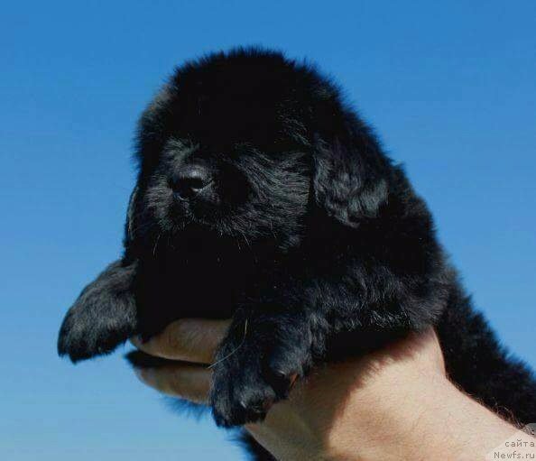 Фотография № 229310