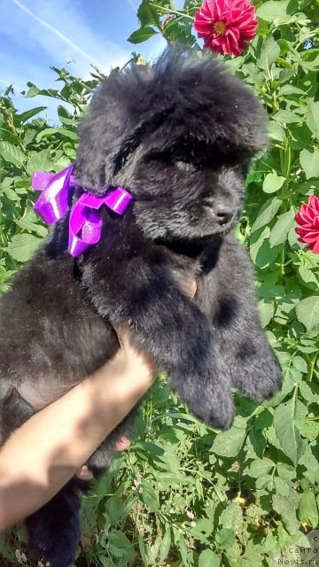 Фотография № 229315