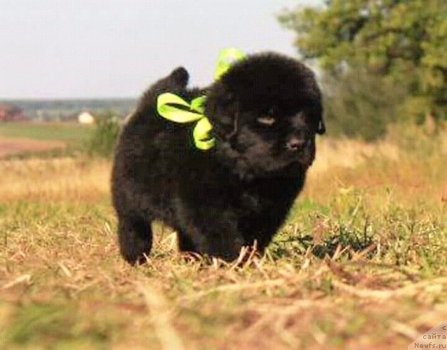 Фотография № 229318