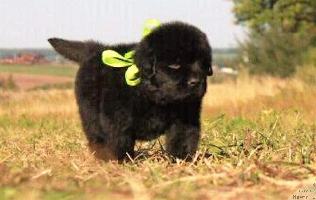 Фото: ньюфаундленд Ludvig Andreas fon Feyerbah (Людвиг Андреас фон Фейербах)