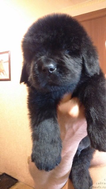 Фотография № 229321