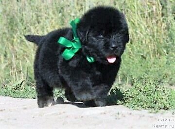 Фото: ньюфаундленд Lord Alfred Tennyson (Лорд Альфред Теннисон)