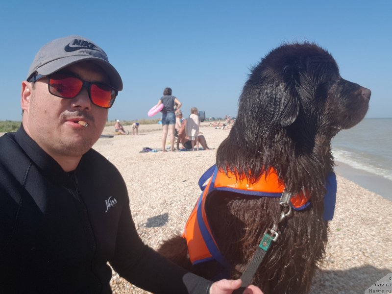 Фото: ньюфаундленд Cherniy Balu Zlatogor (Черный Балу Златогор)