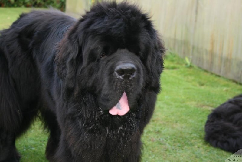 Фото: ньюфаундленд Chernaya Mafia Short and Sweet (Черная Мафия Шорт анд Свеет)