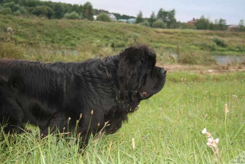 Фото: ньюфаундленд Chernaya Mafia Short and Sweet (Черная Мафия Шорт анд Свеет)