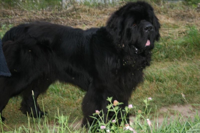 Фото: ньюфаундленд Chernaya Mafia Short and Sweet (Черная Мафия Шорт анд Свеет)