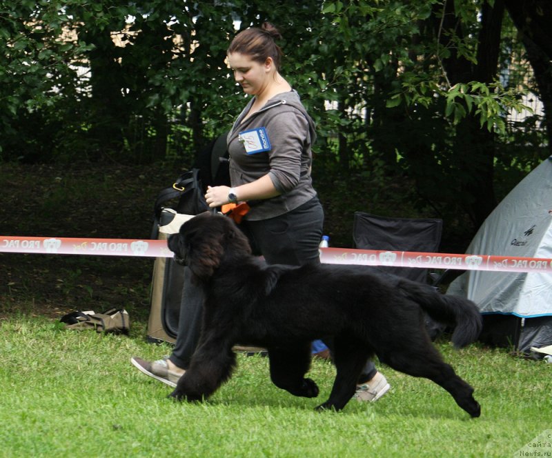 Фото: ньюфаундленд Brownblood MSK Lavy Neman (Браунблад MCК Лави Нэман)