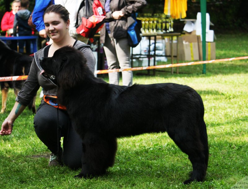 Фото: ньюфаундленд Brownblood MSK Lavy Neman (Браунблад MCК Лави Нэман)