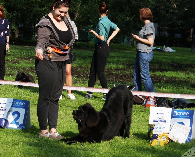 Фото: ньюфаундленд Brownblood MSK Lavy Neman (Браунблад MCК Лави Нэман)