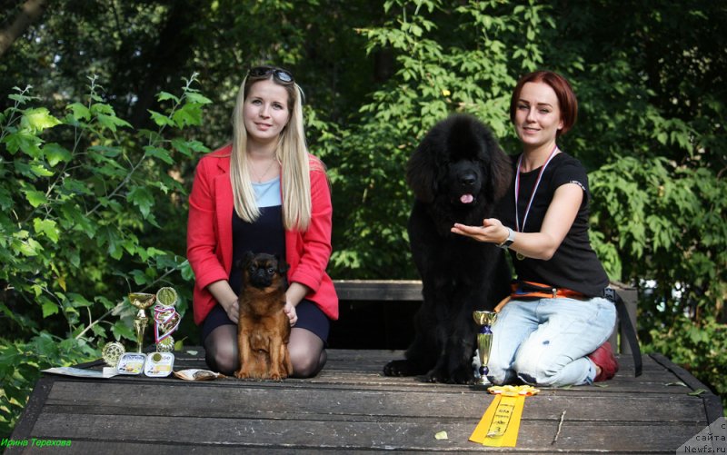 Фото: ньюфаундленд Brownblood MSK Lavy Neman (Браунблад MCК Лави Нэман), Aleksandra Vasina (Александра Васина)