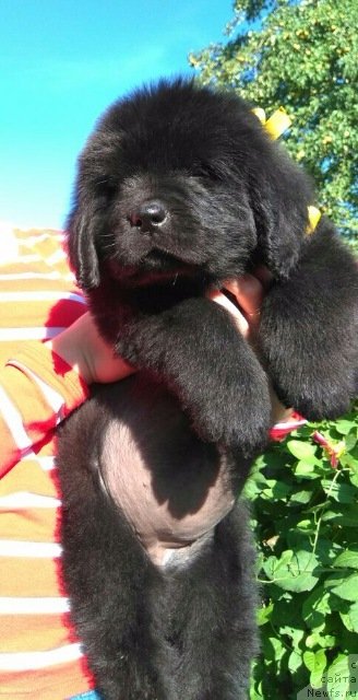 Фото: ньюфаундленд Louise de Vilmorin (Луиза де Вильморен)