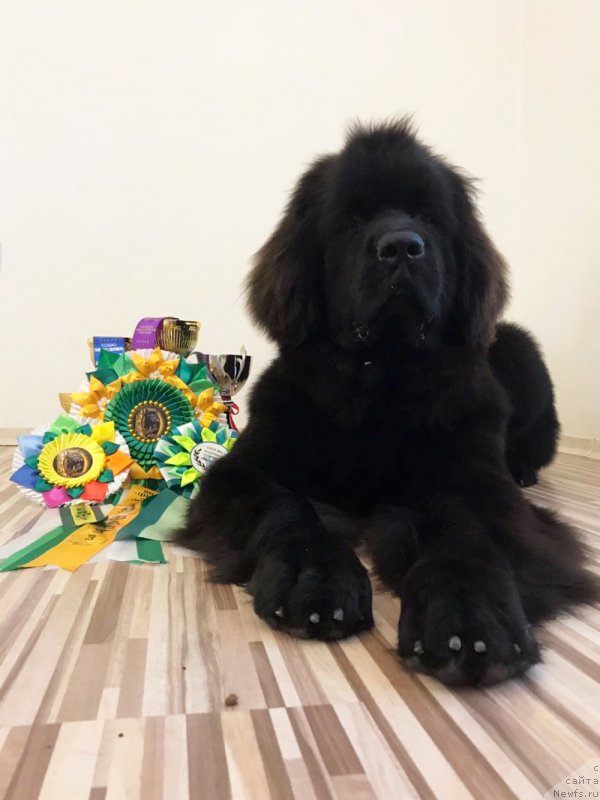 Фото: ньюфаундленд Brownblood MSK Lavy Neman (Браунблад MCК Лави Нэман)