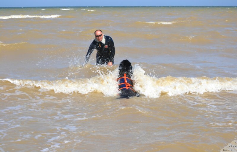Фото: ньюфаундленд Nikol Yarkaya Zvezda (Николь Яркая Звезда)