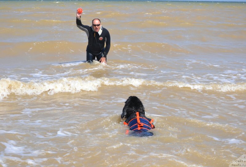 Фото: ньюфаундленд Nikol Yarkaya Zvezda (Николь Яркая Звезда)