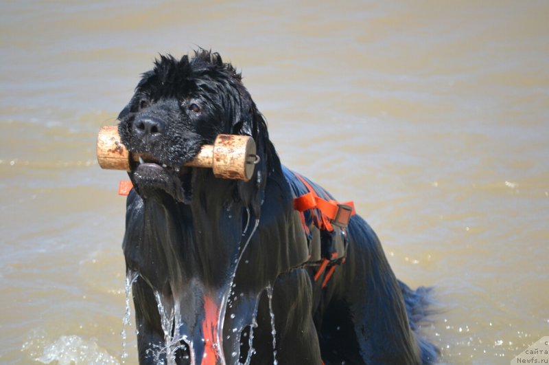 Фото: ньюфаундленд Sent Djons Exclusive (Сент Джонс Эксклюзив)