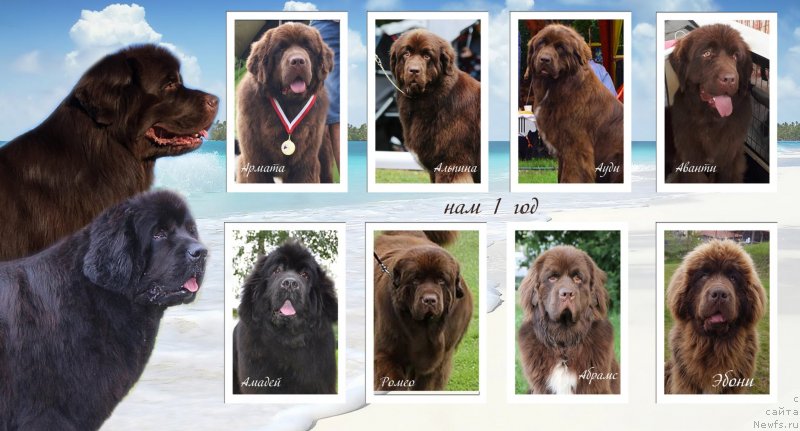 Фото: ньюфаундленд Mercedes Vialiki Miadzvedz (Мерседес Вялiкi Мядзведзь), ньюфаундленд Vaskipuron Hercules Hirmuinen