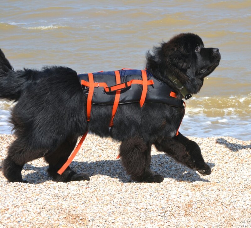 Фото: ньюфаундленд Sent Djons Exclusive (Сент Джонс Эксклюзив)