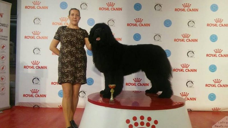 Фото: ньюфаундленд Smigar Ahil Fenix (Смигар Ахил Феникс)