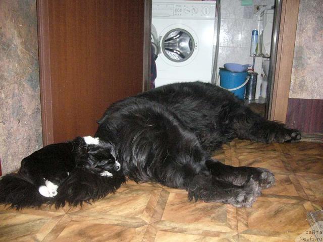 Фото: щенок от, ньюфаундленд Super Bizon Antaliya (Супер Бизон Анталия), ньюфаундленд Super Bizon Gera (Супер Бизон Гера)