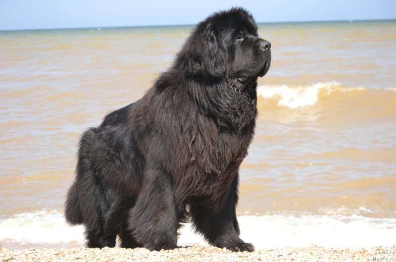 Фото: ньюфаундленд Nazar Vyatskiy Medved (Назар Вятский Медведь)