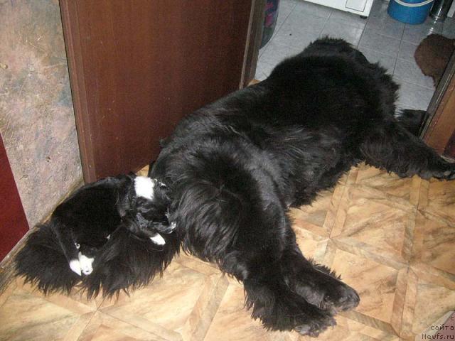 Фото: ньюфаундленд Super Bizon Antaliya (Супер Бизон Анталия), ньюфаундленд Super Bizon Gera (Супер Бизон Гера)