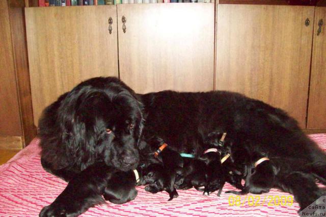 Фото: ньюфаундленд Bembi