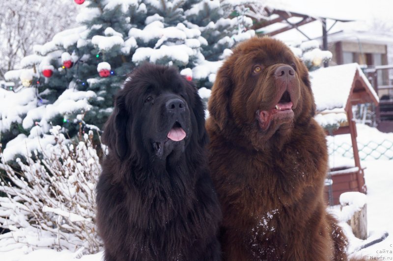 Фото: ньюфаундленд Fluffy Avalanch Exclusive Dream (Флюфи Аваланч Эксклюсиве Дрим), ньюфаундленд Charli The Best Helfi Pel (Чарли Де Бест Хелфи Пэл)