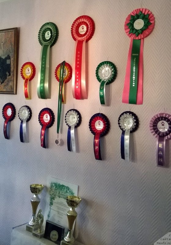 Фото: ньюфаундленд Brownblood MSK Alpina Guardian Soul (Браунблад МСК Альпина Гуардиан Соул)