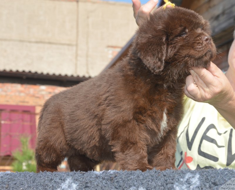 Фотография № 229477