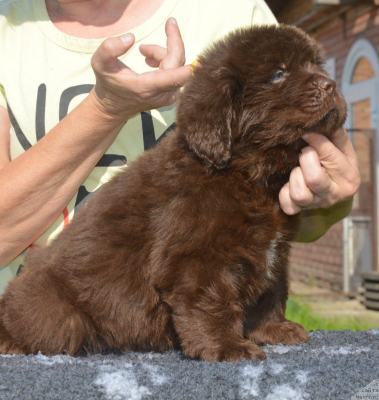 Фото: ньюфаундленд S'Nezhnaya Vjuga Glowing Hart (C'Нежная Вьюга Глоуинг Харт)