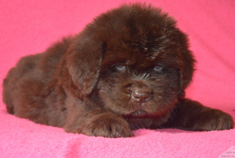 Фотография № 229485