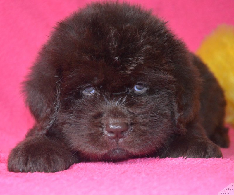 Фотография № 229486