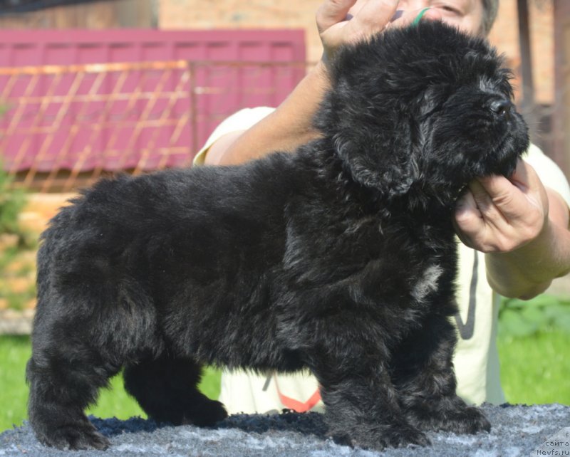 Фотография № 229488