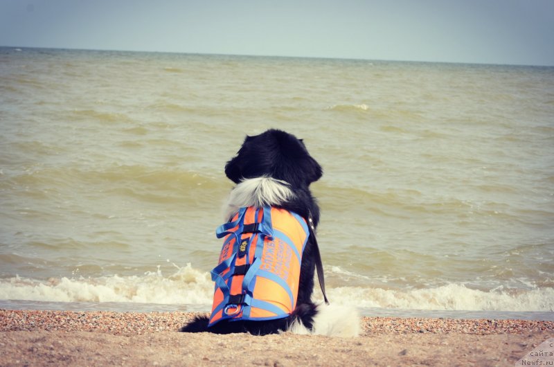 Фото: ньюфаундленд Angels Keeper Nibelung (Энджелс Кипер Нибелунг)