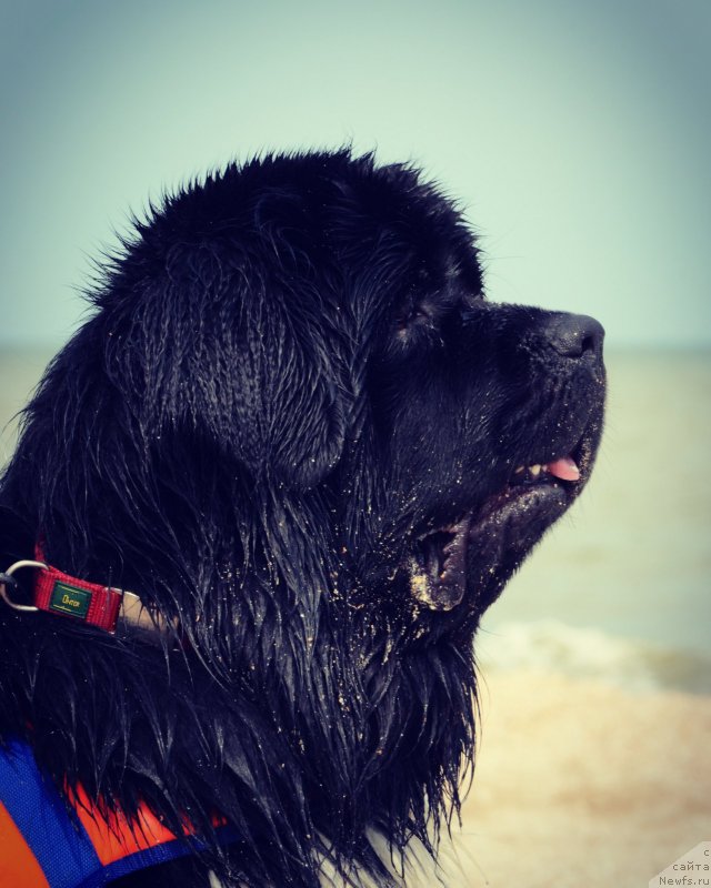 Фото: ньюфаундленд Angels Keeper Nibelung (Энджелс Кипер Нибелунг)