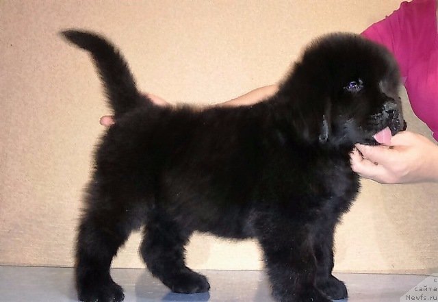 Фотография № 229501