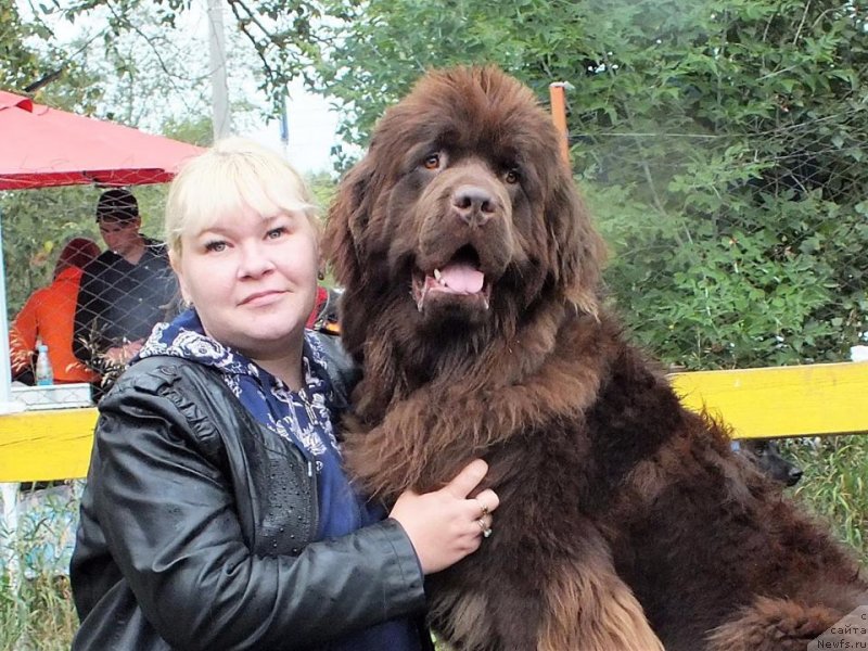 Фото: ньюфаундленд Hakku Shokoladnyy Medved (Хакку Шоколадный Медведь), Viktoriya Matyushkina (Виктория Матюшкина)