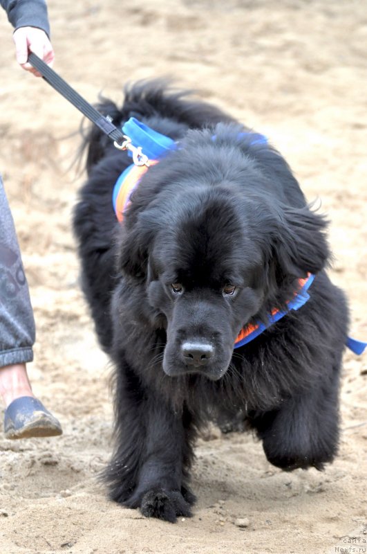 Фото: ньюфаундленд Starbimovlav Demofont (Старбимовлав Демофонт)