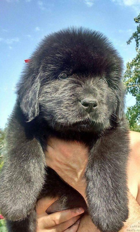 Фотография № 229517