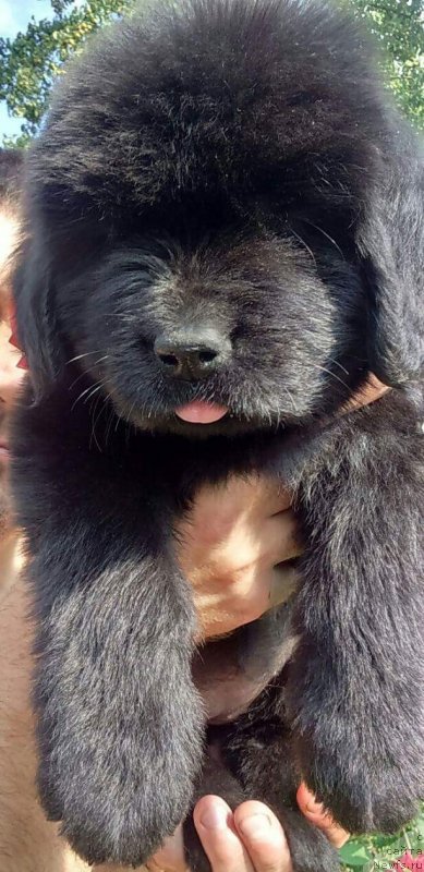 Фотография № 229518